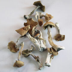 buy golden teacher mushrooms uk