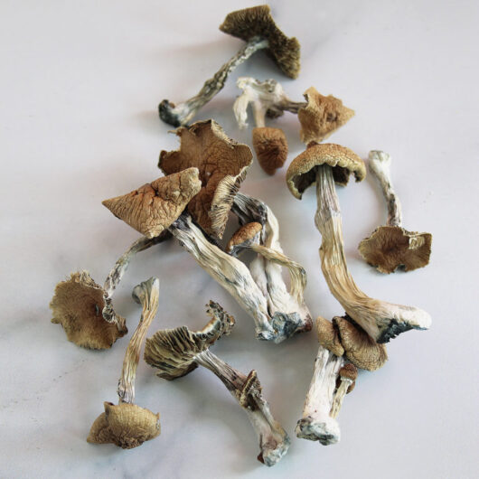 buy golden teacher mushrooms uk