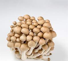 buy fresh mushrooms uk